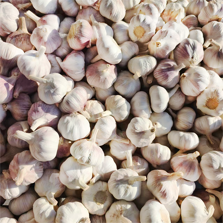 2026 Chinese Normal White Red Purple Fresh Garlic / Alho