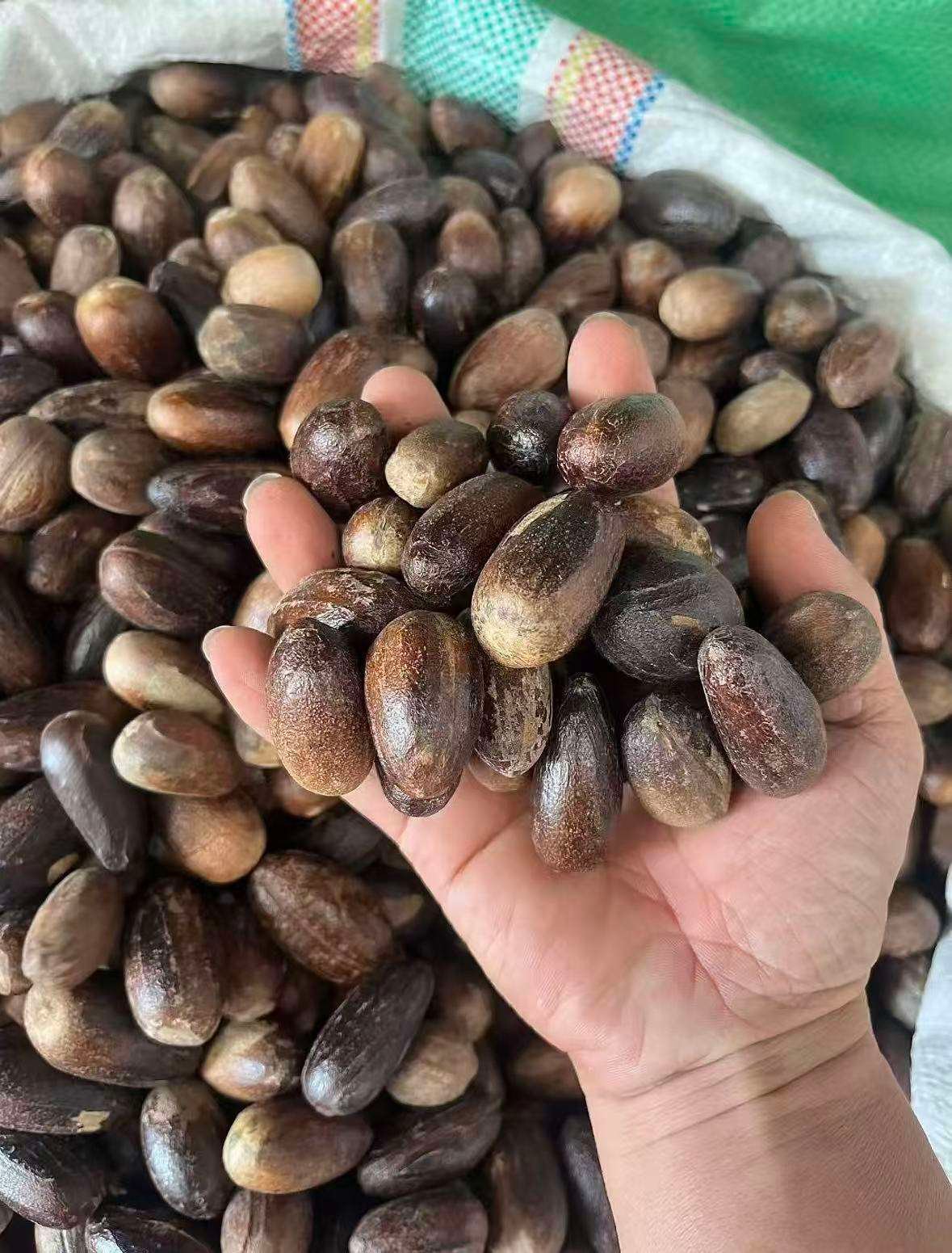 Reliable Supplier of Dried Long Cardamom Premium Food Grade Spice With Competitive Price