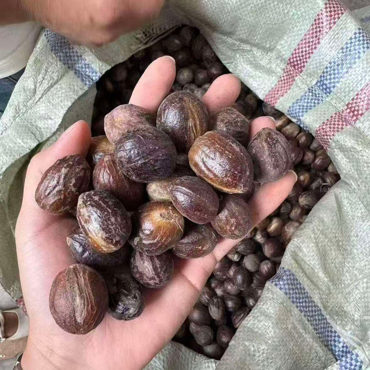 China Origin High Quality Whole Round Cardamom Premium Dried Spice Bulk Supply for Buyers