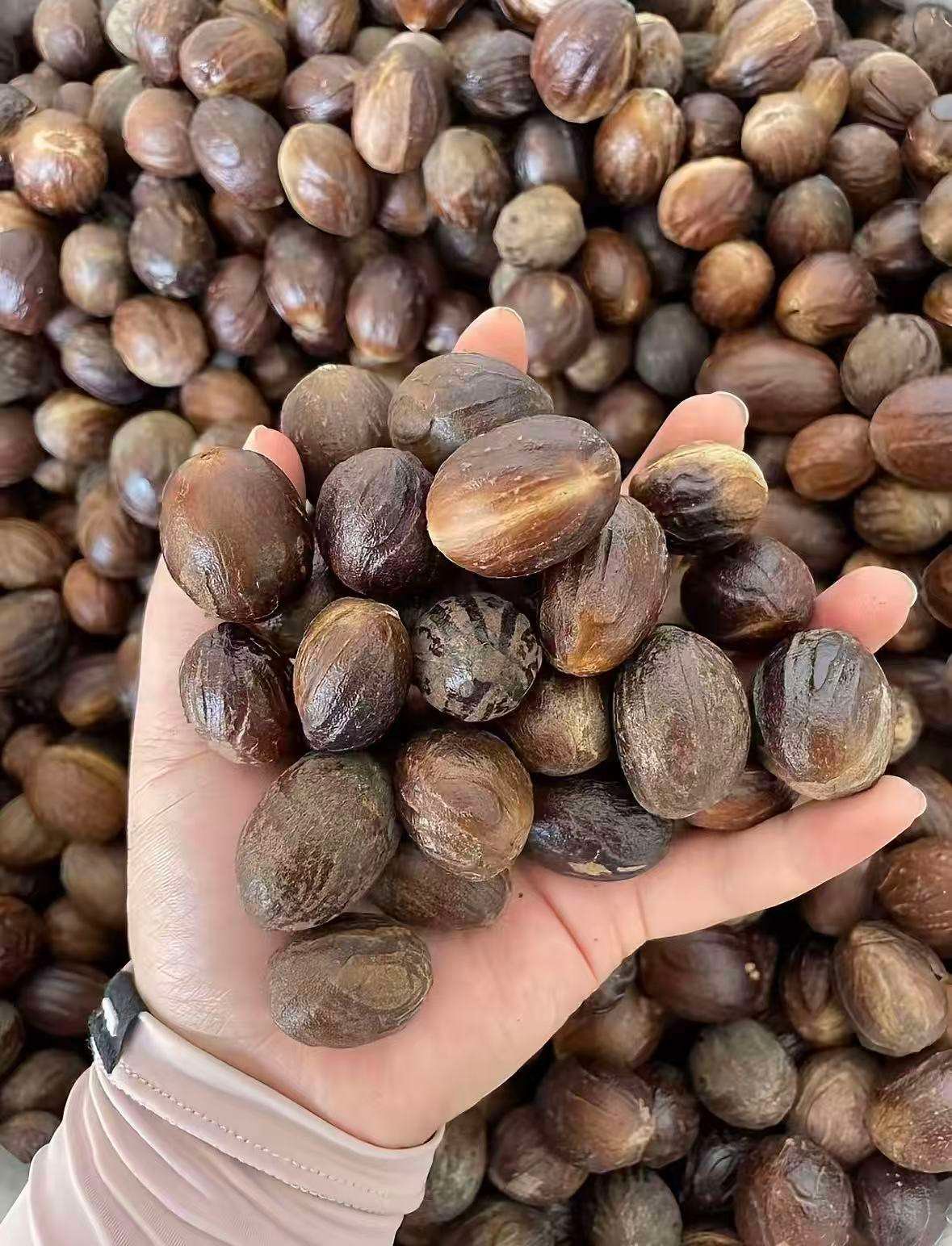 China Origin High Quality Whole Round Cardamom Premium Dried Spice Bulk Supply for Buyers