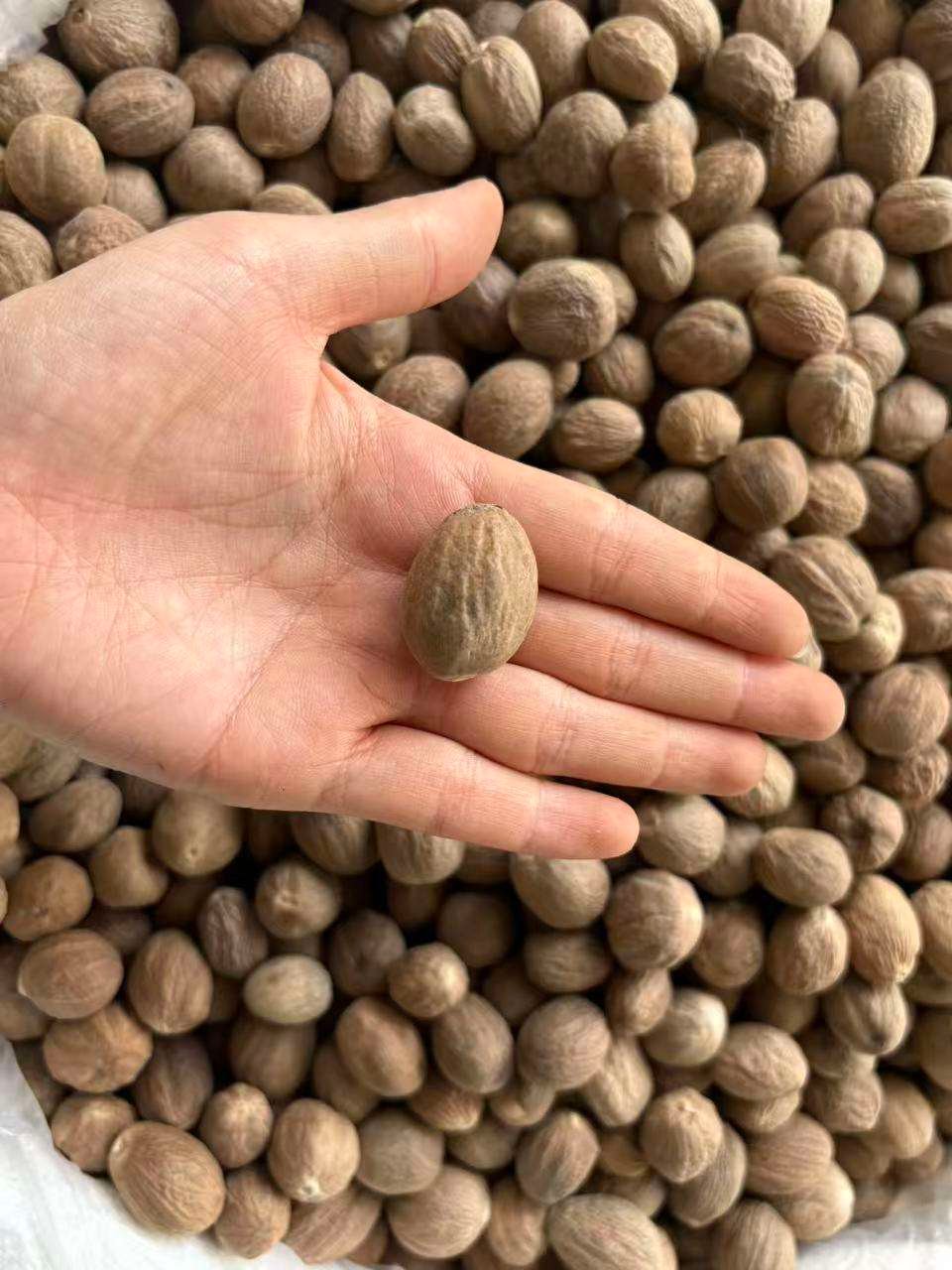 Stable Quality Whole Nutmeg Premium Spice for Baking Cooking and Spice Blending