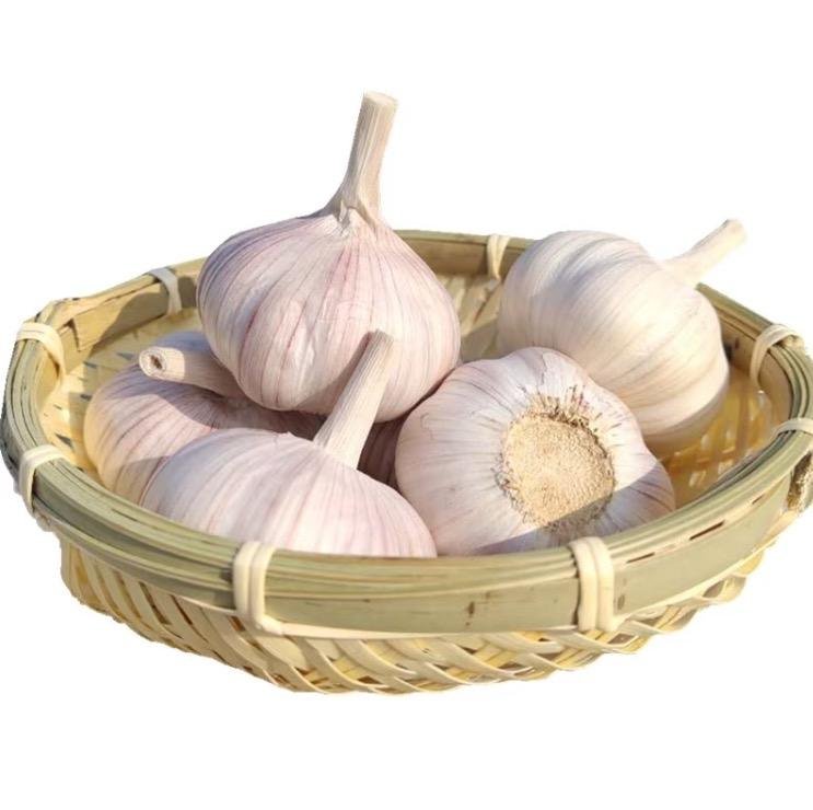 Chinese Top-Notch Pure White Fresh Healthy Garlic Perfect for Culinary Use Mesh Bag Packaging Convenient for Market Selling