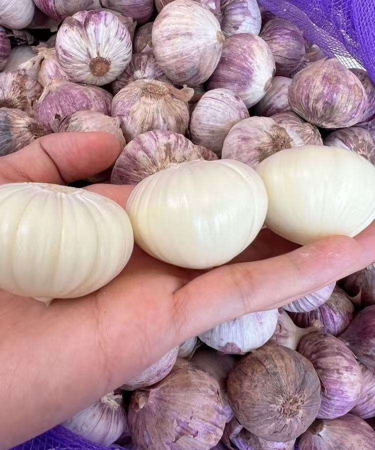 Chinese Top-Notch Pure White Fresh Healthy Garlic Perfect for Culinary Use Mesh Bag Packaging Convenient for Market Selling