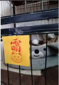 Chinese Taoism Pet Protection Amulet