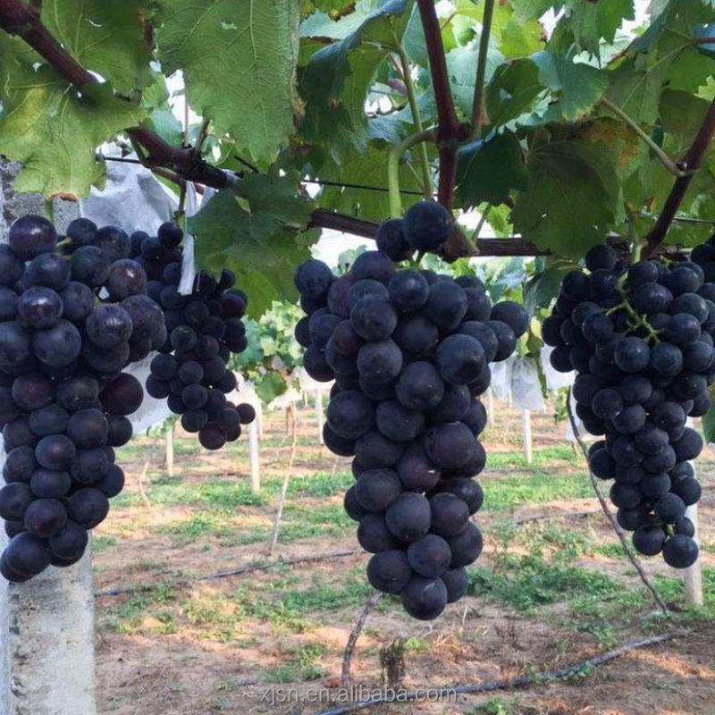 Fresh Hutai No.8 Grapes From Professional Farm, Sweet Juicy Crisp Table Grapes With Rich Flavor for Wholesale Export