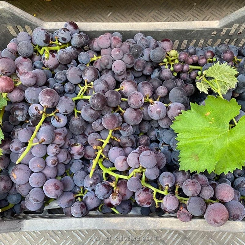 Fresh Hutai No.8 Grapes From Professional Farm, Sweet Juicy Crisp Table Grapes With Rich Flavor for Wholesale Export