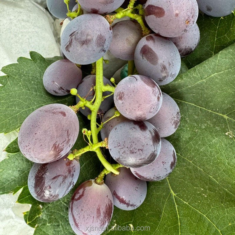 Fresh Hutai No.8 Grapes From Professional Farm, Sweet Juicy Crisp Table Grapes With Rich Flavor for Wholesale Export