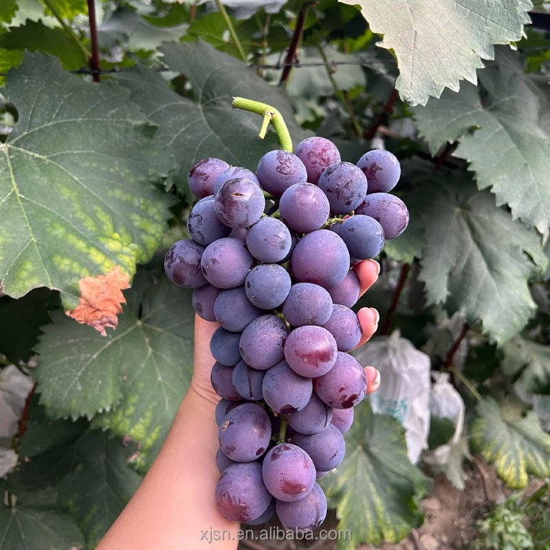 Factory Direct Fresh Hutai No.8 Grapes With Strict Quality Control, Safe Healthy Fresh Fruit for Global Buyers
