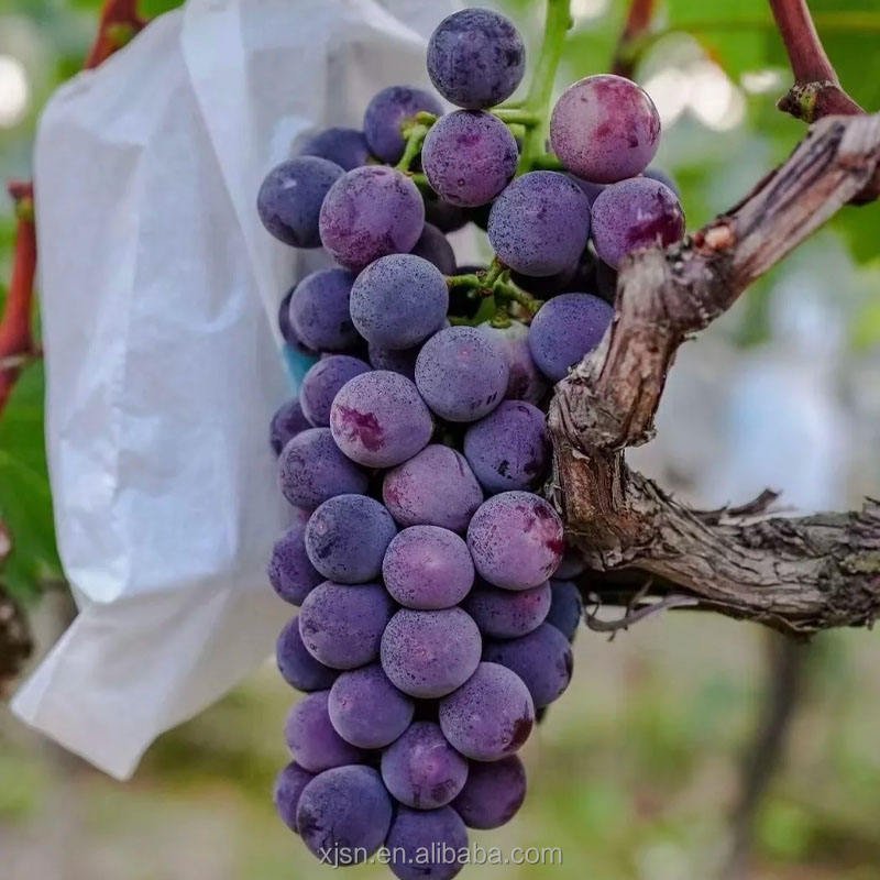 Factory Direct Fresh Hutai No.8 Grapes With Strict Quality Control, Safe Healthy Fresh Fruit for Global Buyers