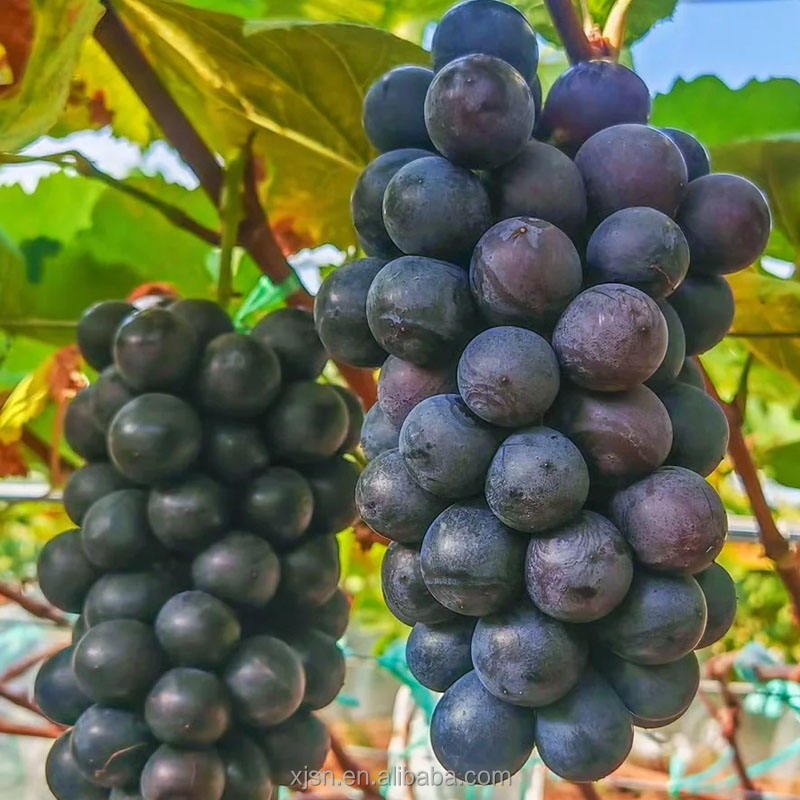 Fresh Hutai No.8 Grapes Bulk Supply, High Yield Quality Grapes From Professional Base