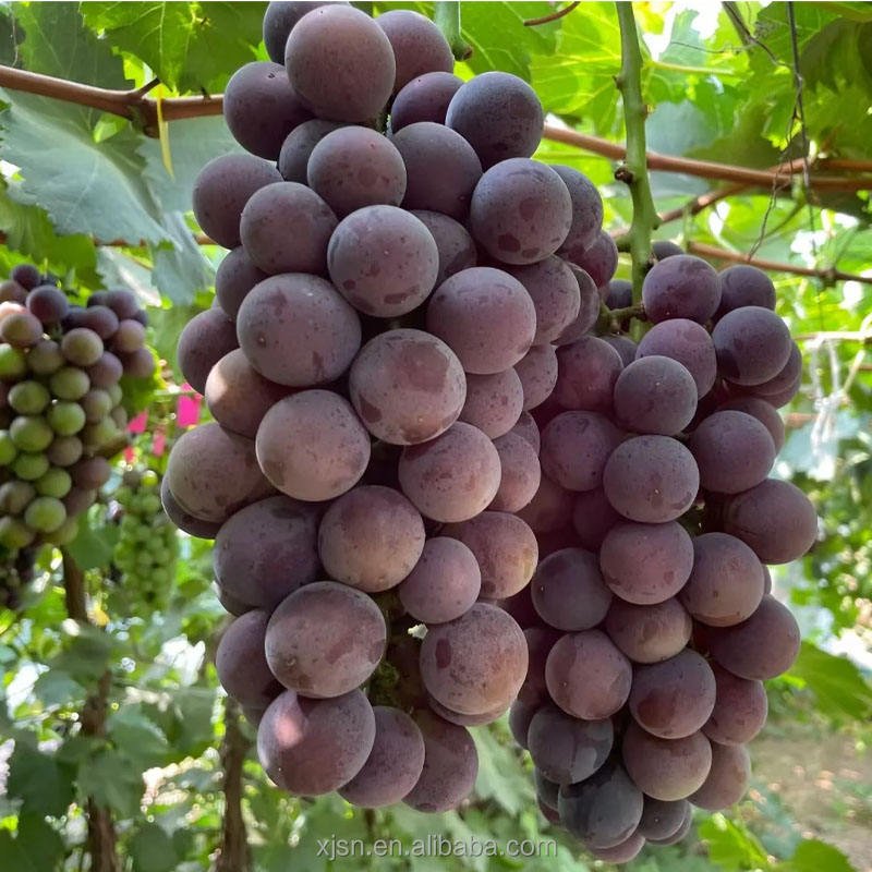 Fresh Hutai No.8 Grapes Bulk Supply, High Yield Quality Grapes From Professional Base