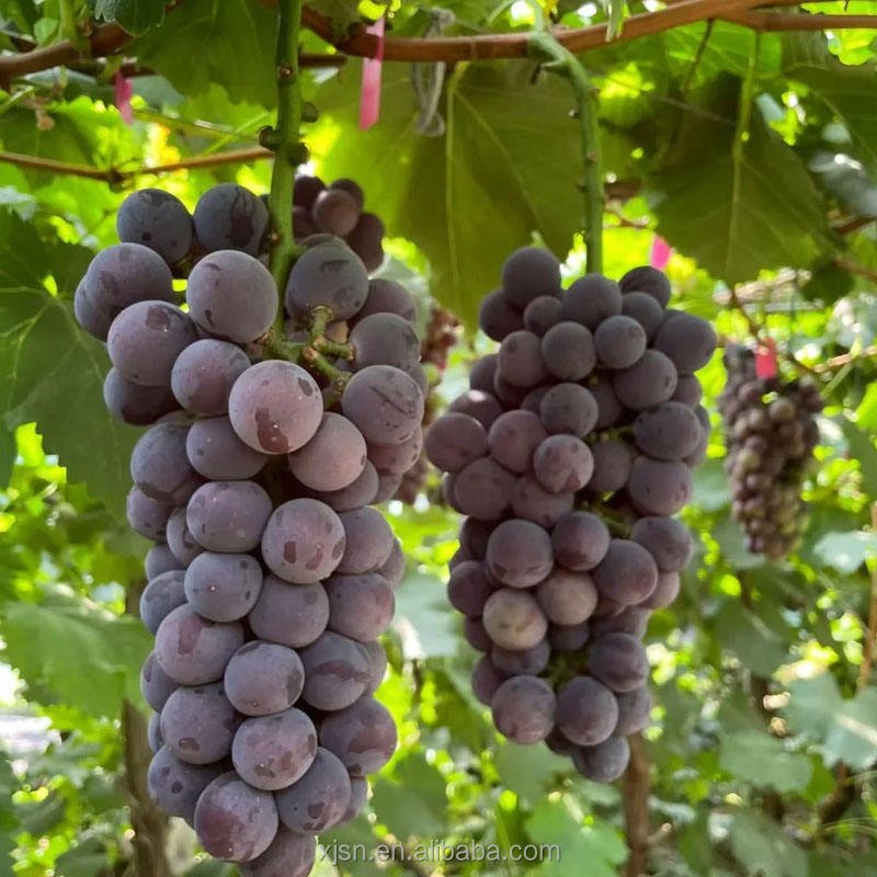 Fresh Hutai No.8 Grapes Bulk Supply, High Yield Quality Grapes From Professional Base