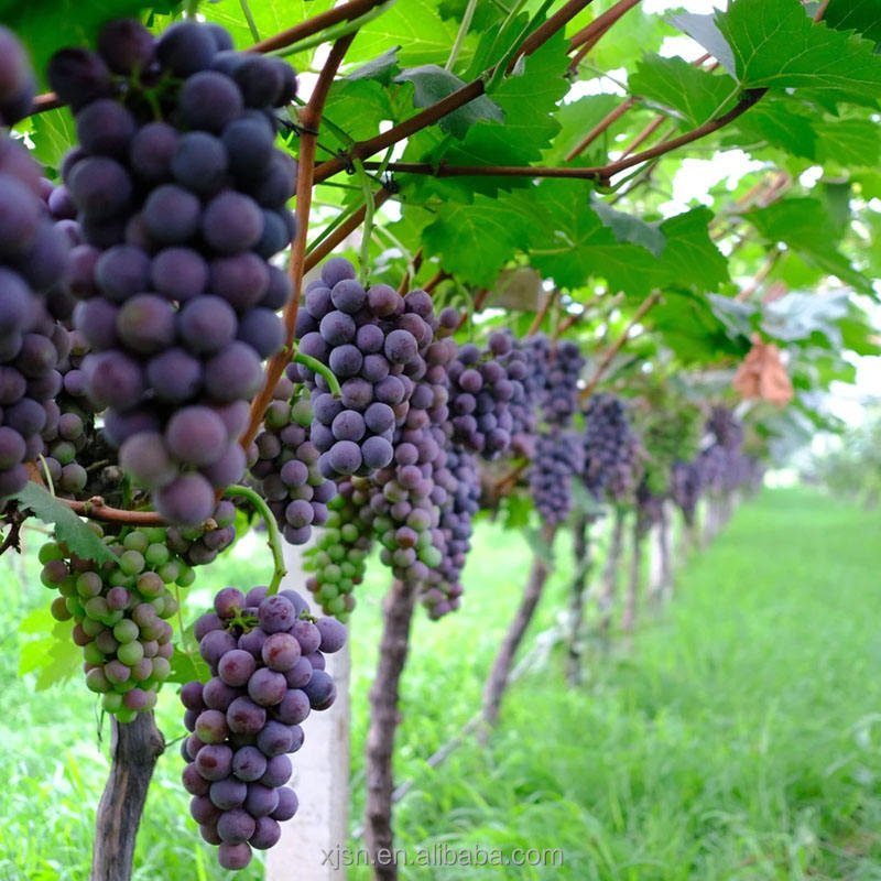 Fresh Hutai No.8 Grapes Bulk Supply, High Yield Quality Grapes From Professional Base