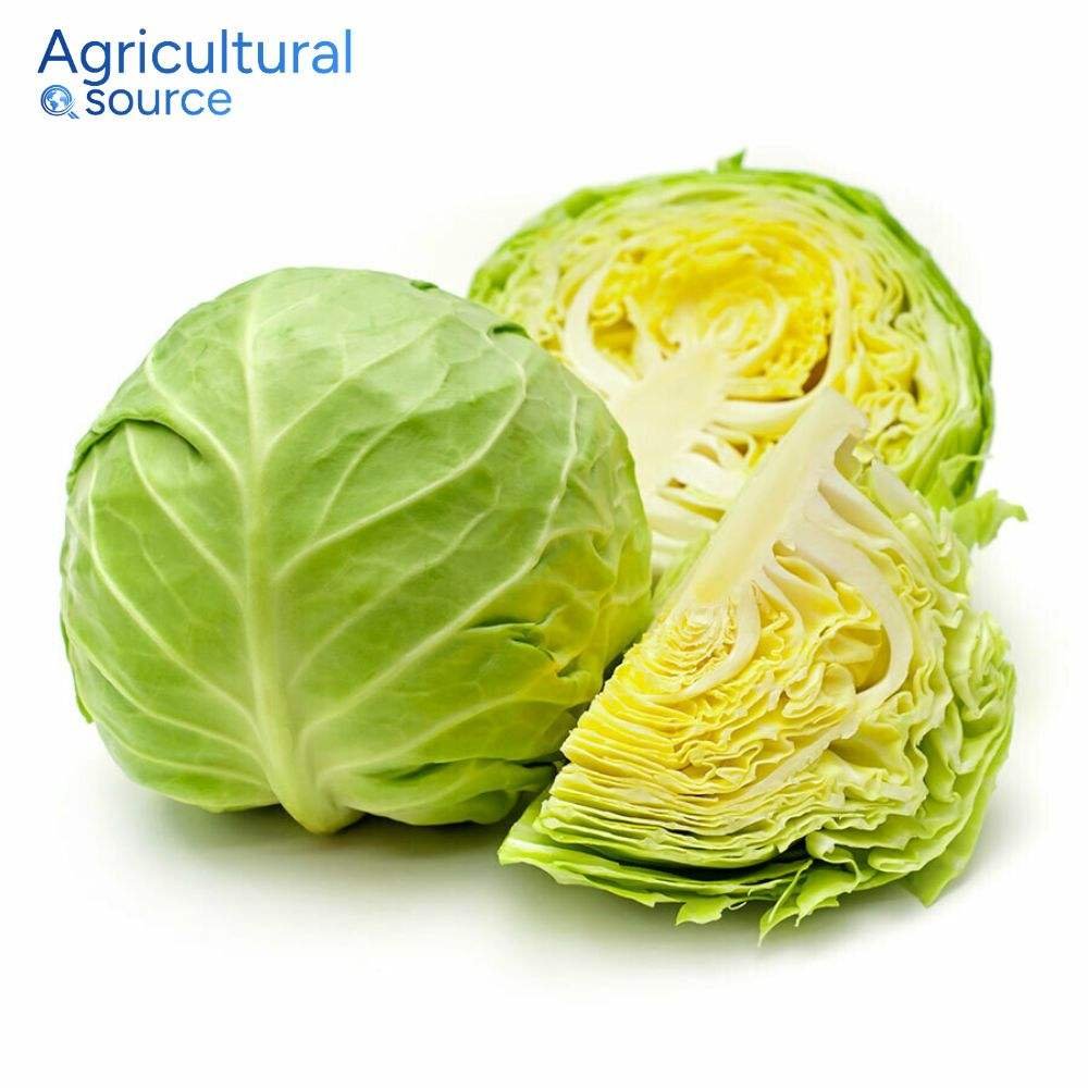 Fresh Organic Green Cabbage from Vietnam Superior Quality Natural Vegetable Wholesale Bulk Export Supplier