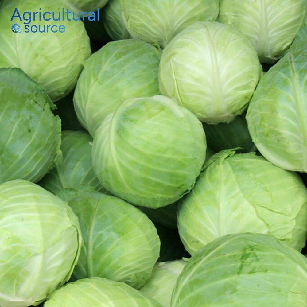 Fresh Organic Green Cabbage from Vietnam Superior Quality Natural Vegetable Wholesale Bulk Export Supplier