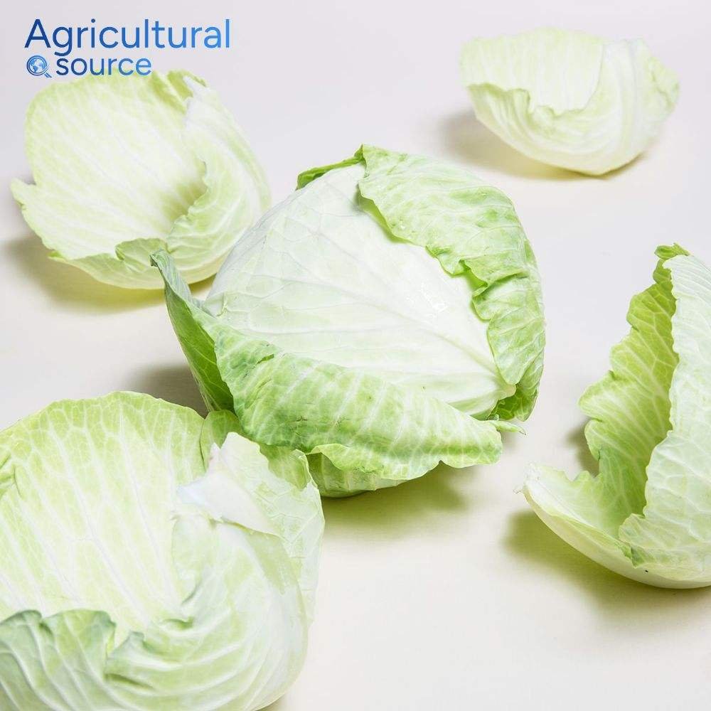 Fresh Organic Green Cabbage from Vietnam Superior Quality Natural Vegetable Wholesale Bulk Export Supplier