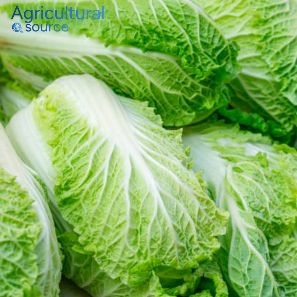 Wholesale Bulk Supply Fresh Vegetables From Vietnam Napa Cabbage High Demand Specialty Vegetable Excellent For Fermentation OEM