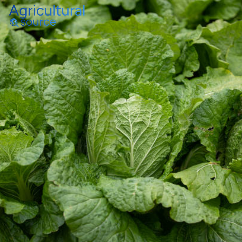 Wholesale Bulk Supply Fresh Vegetables From Vietnam Napa Cabbage High Demand Specialty Vegetable Excellent For Fermentation OEM