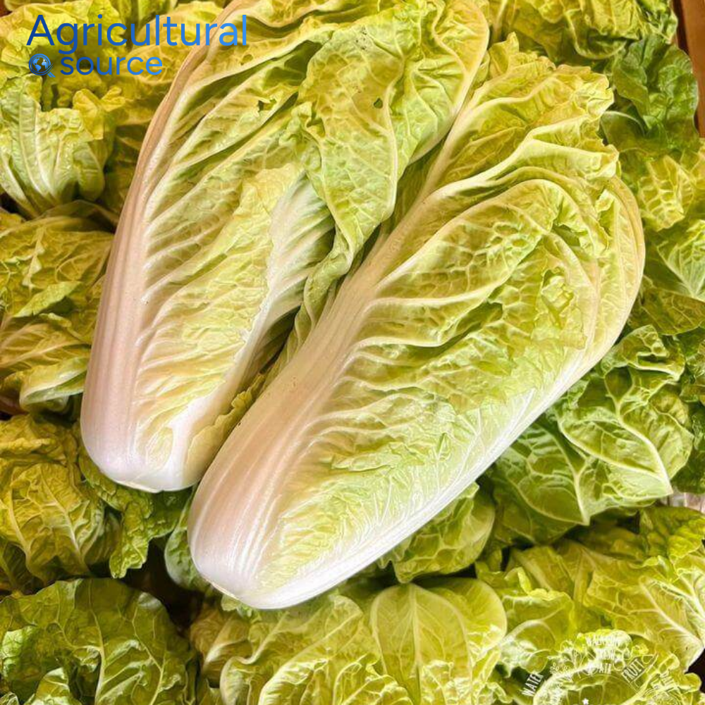 Wholesale Bulk Supply Fresh Vegetables From Vietnam Napa Cabbage High Demand Specialty Vegetable Excellent For Fermentation OEM