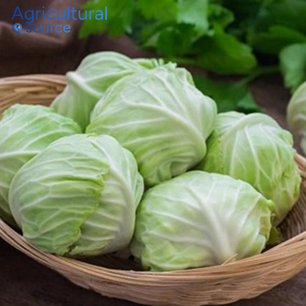 Natural Healthy Choice White Cabbage Fresh Vegetables from Vietnam Premium Whole Cabbage Direct From Vietnam Farm To Clients OEM