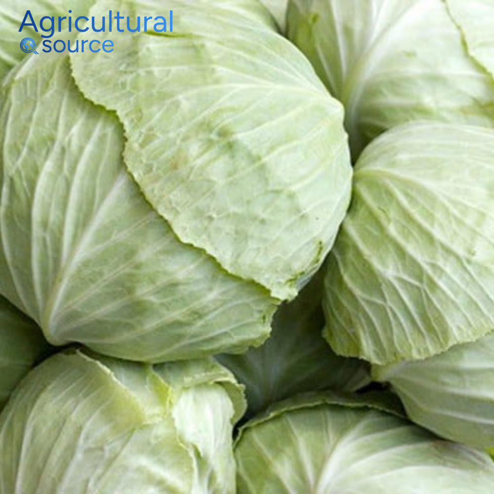 Natural Healthy Choice White Cabbage Fresh Vegetables from Vietnam Premium Whole Cabbage Direct From Vietnam Farm To Clients OEM