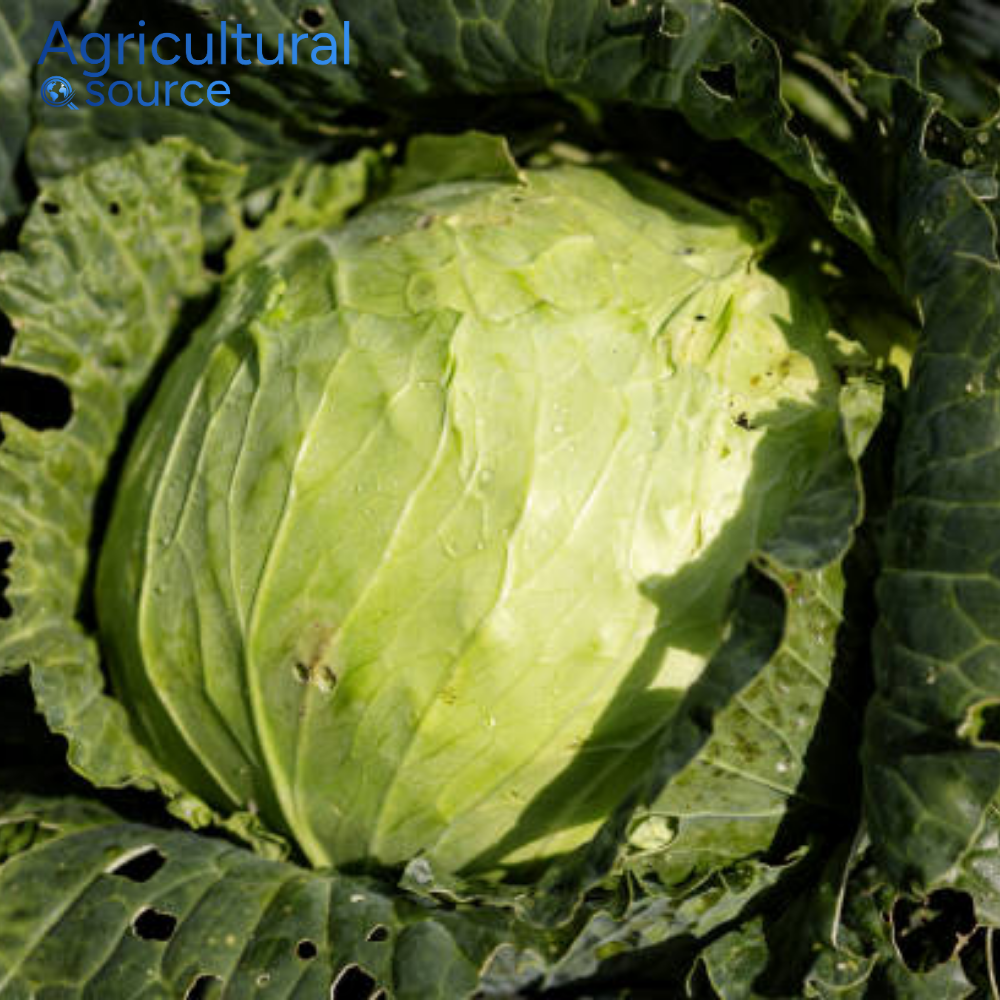 Natural Healthy Choice White Cabbage Fresh Vegetables from Vietnam Premium Whole Cabbage Direct From Vietnam Farm To Clients OEM