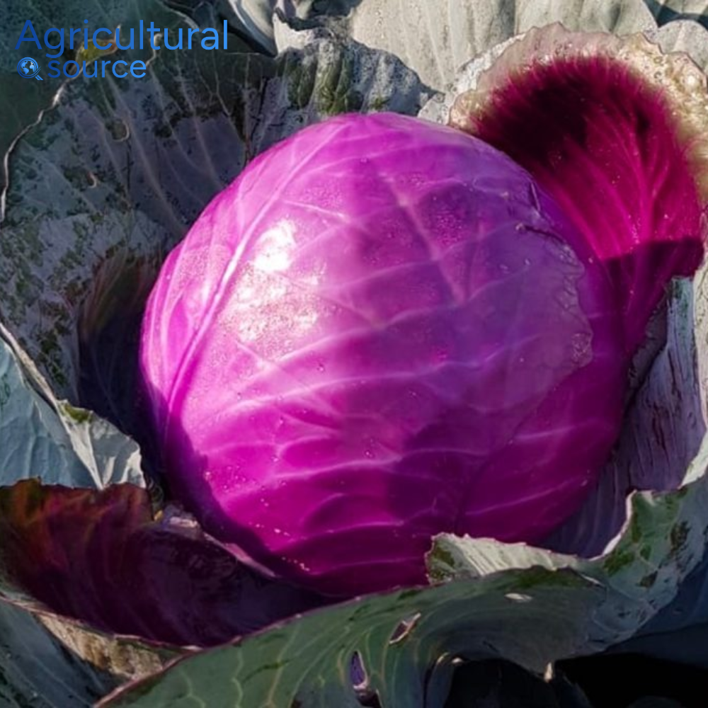 Fresh Red Cabbage High Quality Purple Round Cabbage from Vietnam Wholesale Supplier for Export Market