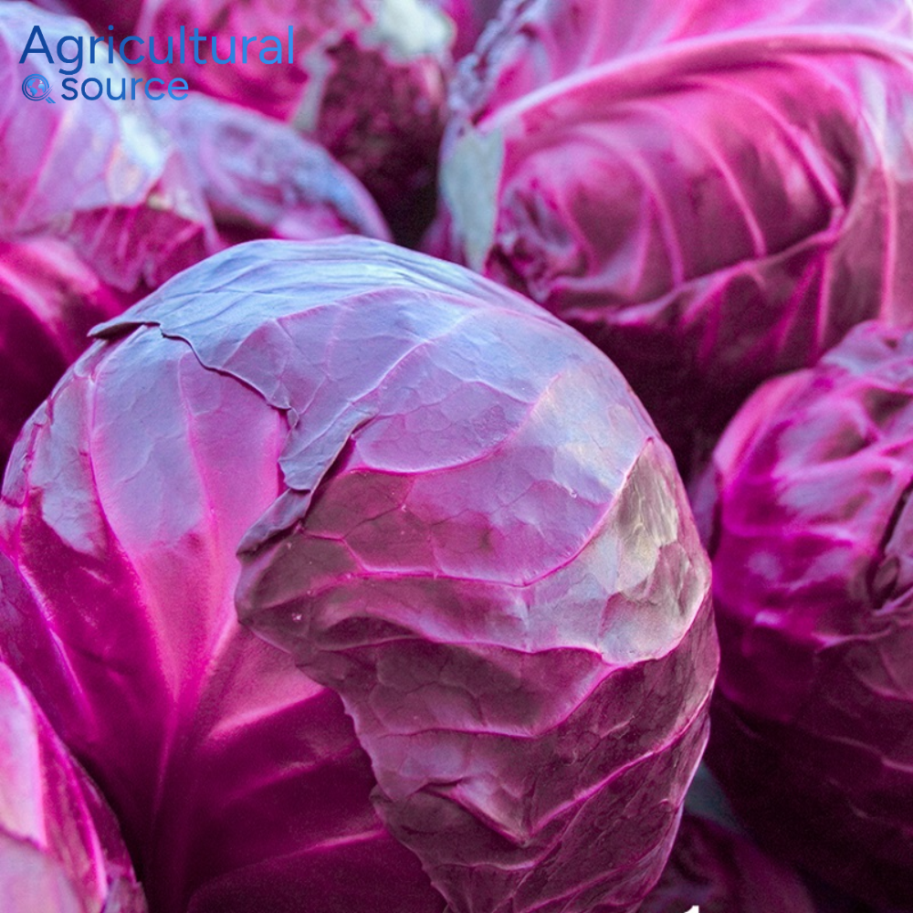 Fresh Red Cabbage High Quality Purple Round Cabbage from Vietnam Wholesale Supplier for Export Market