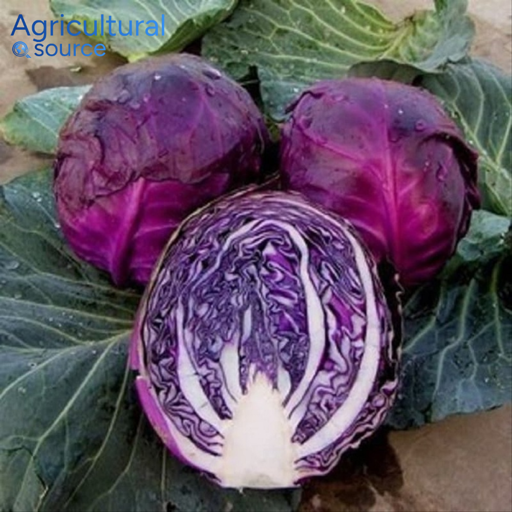 Fresh Red Cabbage High Quality Purple Round Cabbage from Vietnam Wholesale Supplier for Export Market