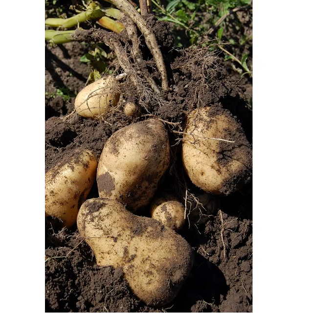 Pure Natural Fresh Potatoes High Quality Farm Produce for Curry Chips Baking Snacks Cooking and Meals