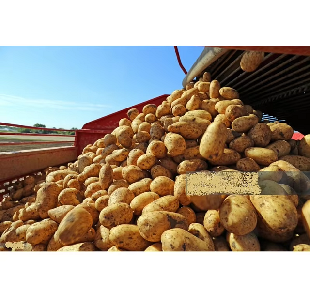 Pure Natural Fresh Potatoes High Quality Farm Produce for Curry Chips Baking Snacks Cooking and Meals