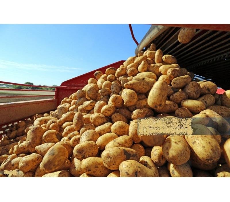 Pure Fresh Potatoes High Quality Natural Farm Produce for Curry Chips Snacks Fries Baking and Daily Food Preparation
