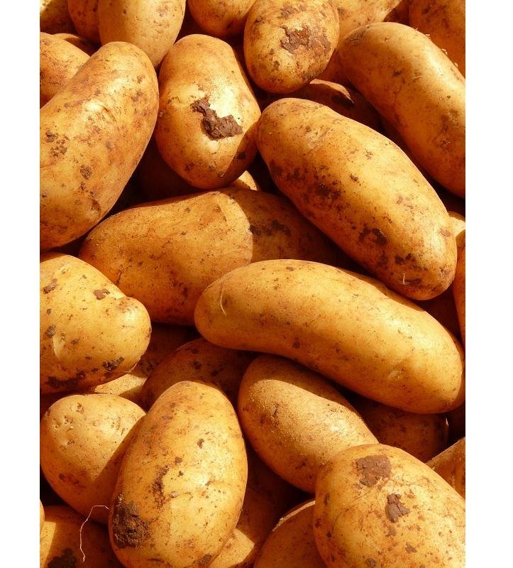 Natural Fresh Potatoes Premium Quality Rich Taste Farm Produce Ideal for Curry Frying Baking Soup and Healthy Meals