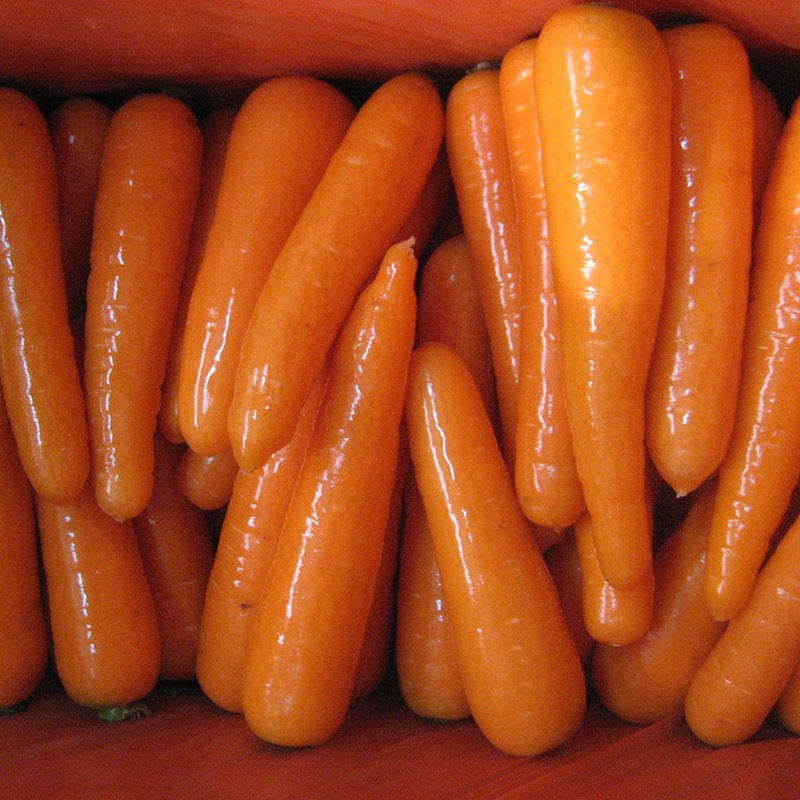 Wholesale Fresh Vegetables and Fruits Carrot by China Manufacturer Supplier