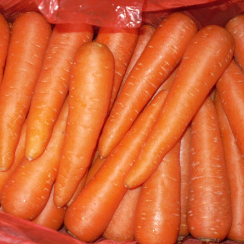 Bulk Fresh Carrot with Low Price
