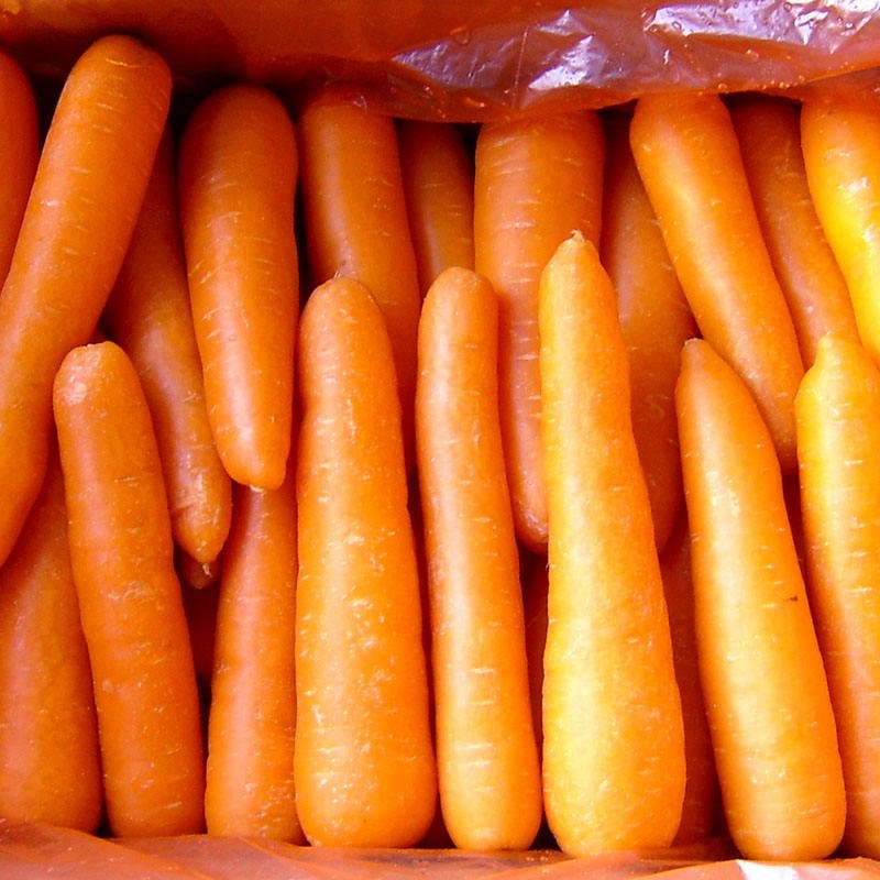 Bulk Fresh Carrot with Low Price