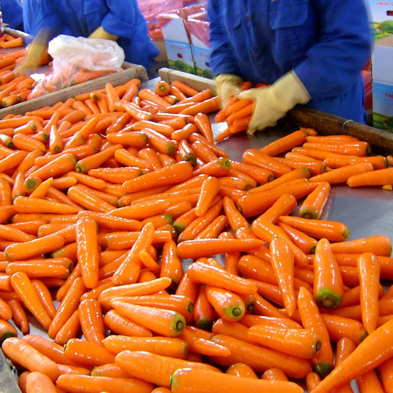 Bulk Fresh Carrot with Low Price