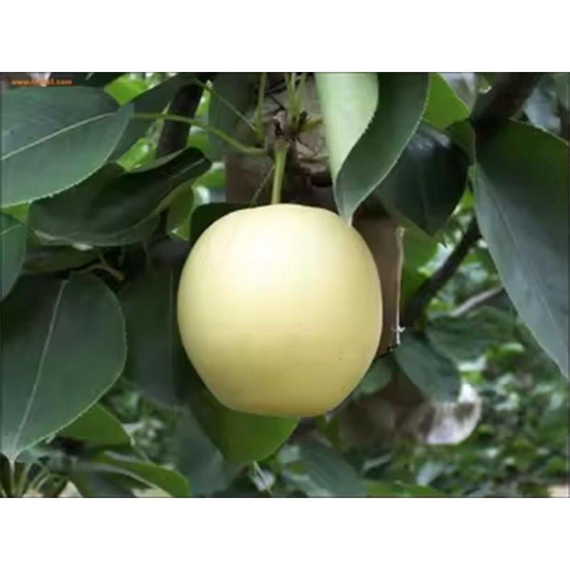 Fresh Crow Pear Fresh Sweet Pear Export
