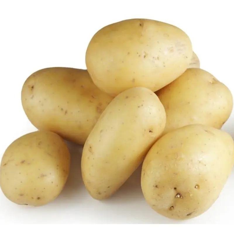 New Crop Fresh Potatoes Egypt Fresh Potatoes Top Grade High Nutrition Certified White and Red Potatoes Wholesale Supplier
