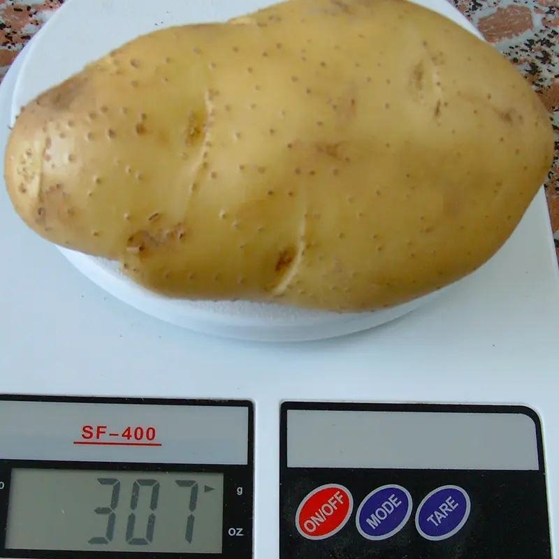 Potato Fresh Sweet Potatoes High Quality Cheap Price Professional Export Wholesalers Fresh Potato