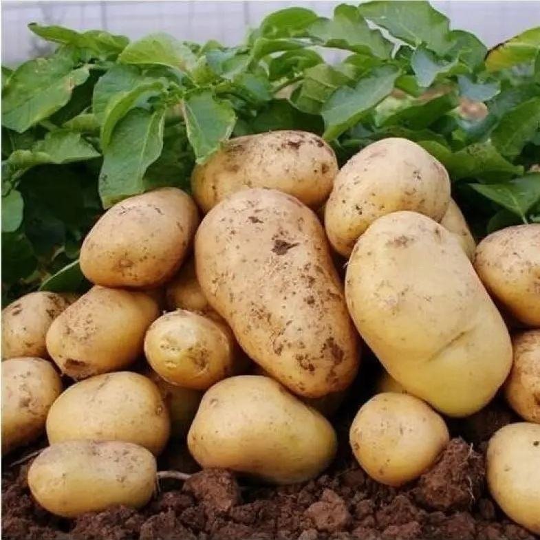 Fresh Potato New Crop Vegetables Wholesale Potato Prices for Export Fresh Chinese Factory Supplier Fresh Onions and Potato