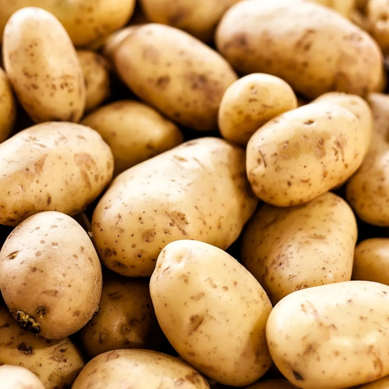 2025 Crop Fresh Potato Export 100-200g Chinese Potato Factory Cheap Price