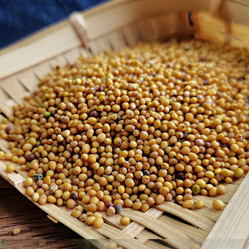 TONGJIN High Quality Yellow Mustard Seed for Cooking Reliable Food Mustard Seeds in Bulk