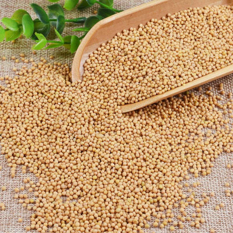 Wholesales Single Spice Seasoning Premium Quality Dried Yellow Mustard Seeds for Cooking