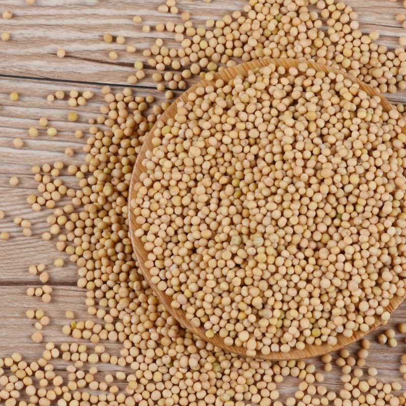 Wholesales Single Spice Seasoning Premium Quality Dried Yellow Mustard Seeds for Cooking