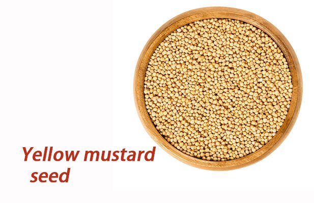 Wholesale Price Single Spices & Herbs Hot Selling 100% Natural Mustard Dry Whole Yellow Mustard Seeds