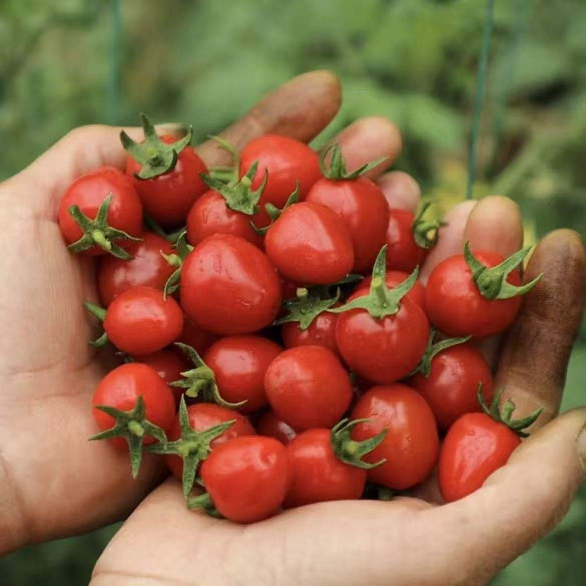 Cherry Tomato