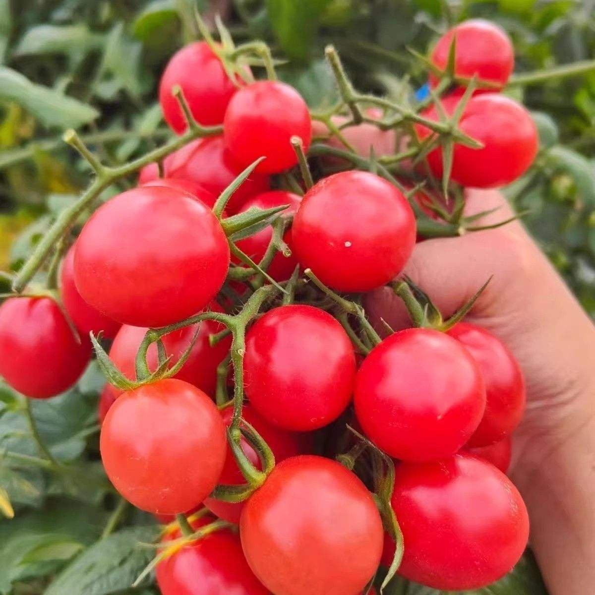 Cherry Tomato