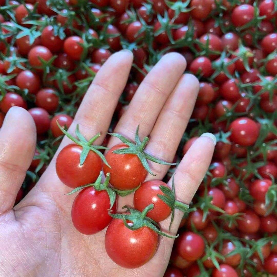 Cherry Tomato