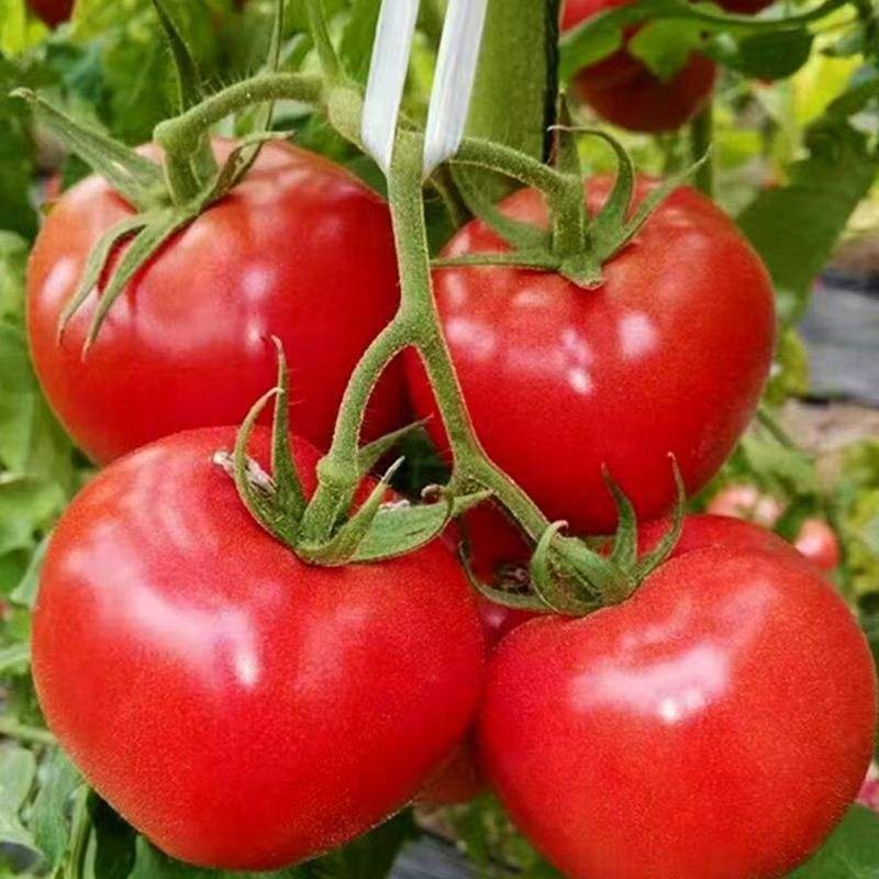 Persimmon Tomato Dried Vegetables Premium Quality for Healthy Snacks and Cooking Ingredients